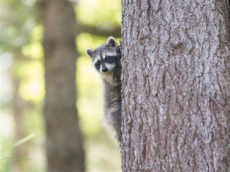 why do raccoons not climb